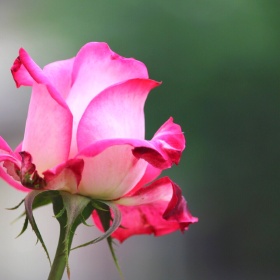 隐形的翅膀406标为初恋的颜色是粉色的图博 - 隐形的翅膀406 - 图虫