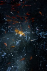 1000057326