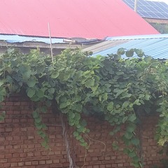 201510