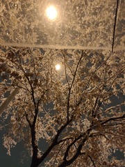 1000017262