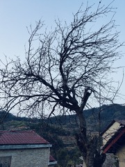 1000105528