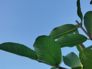 IMG_20240805_181847