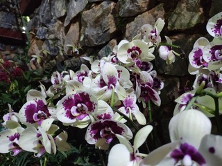 IMG_20240810_193247