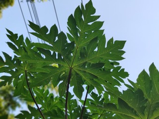 IMG_20240805_181439