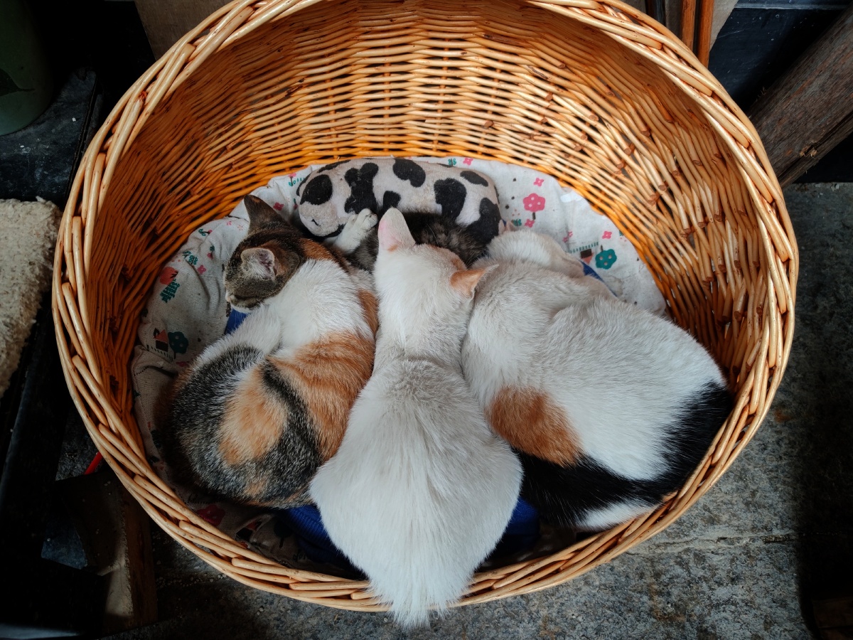 大冬天的一窝小猫抱团取暖