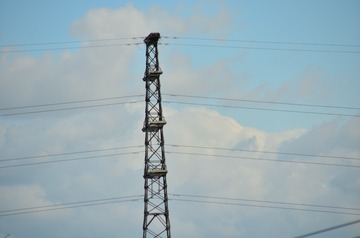 1000009512