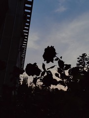 1000050732