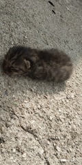 1000000196