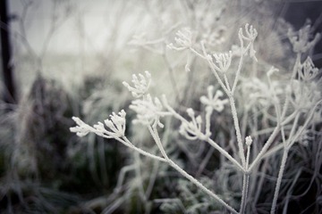 Frozen Grass