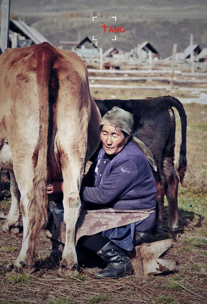 挤奶的哈萨克老奶奶<br />
老奶奶不会汉语，总是笑眯眯回应我们