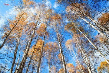 IMG_1242.jpg