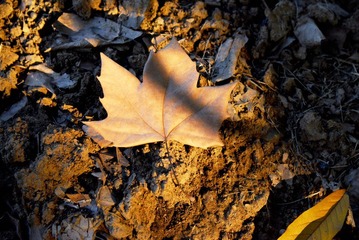 DSC_1367.jpg