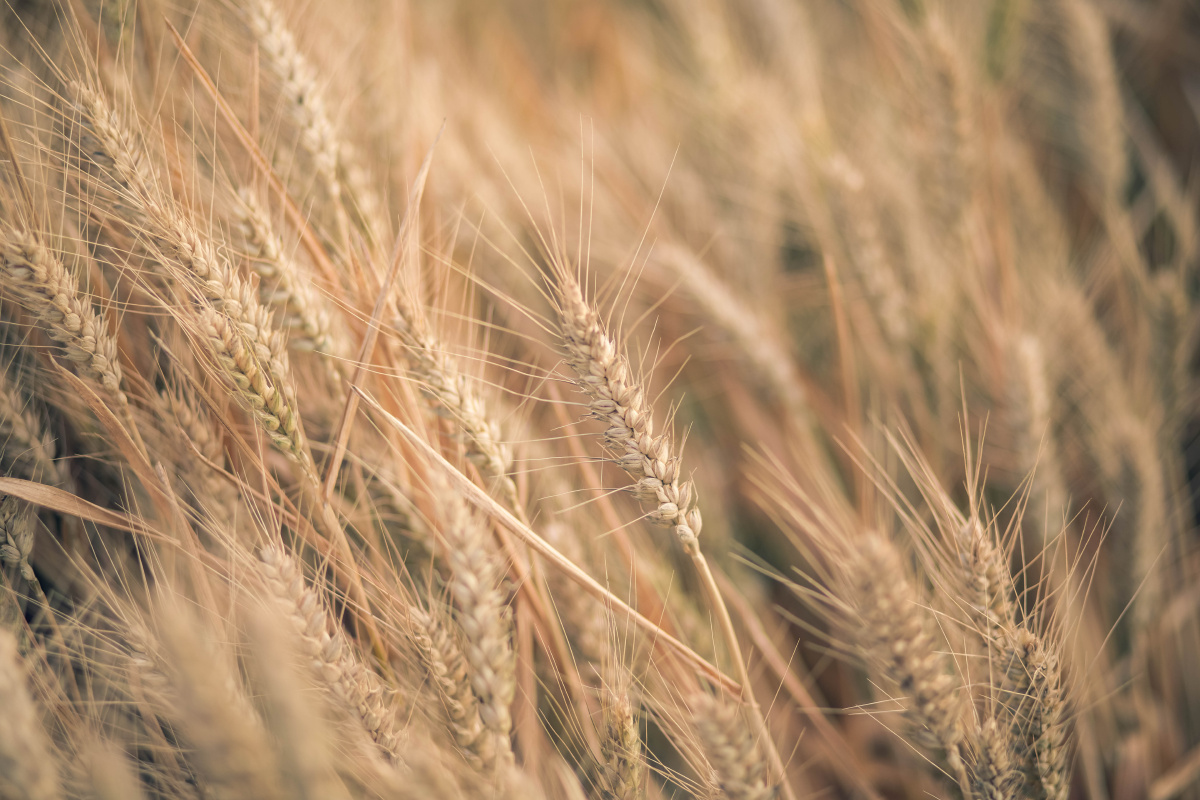 沉甸甸的麦穗儿