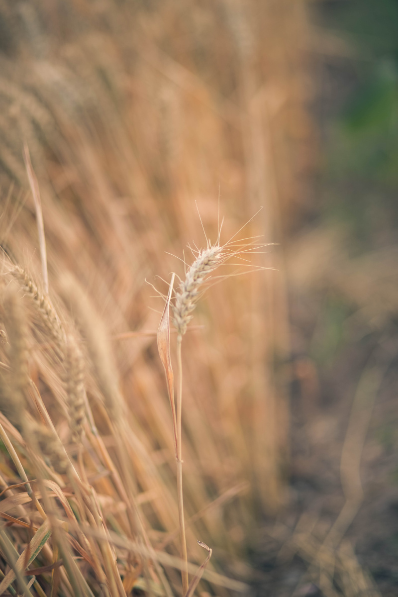 沉甸甸的麦穗儿
