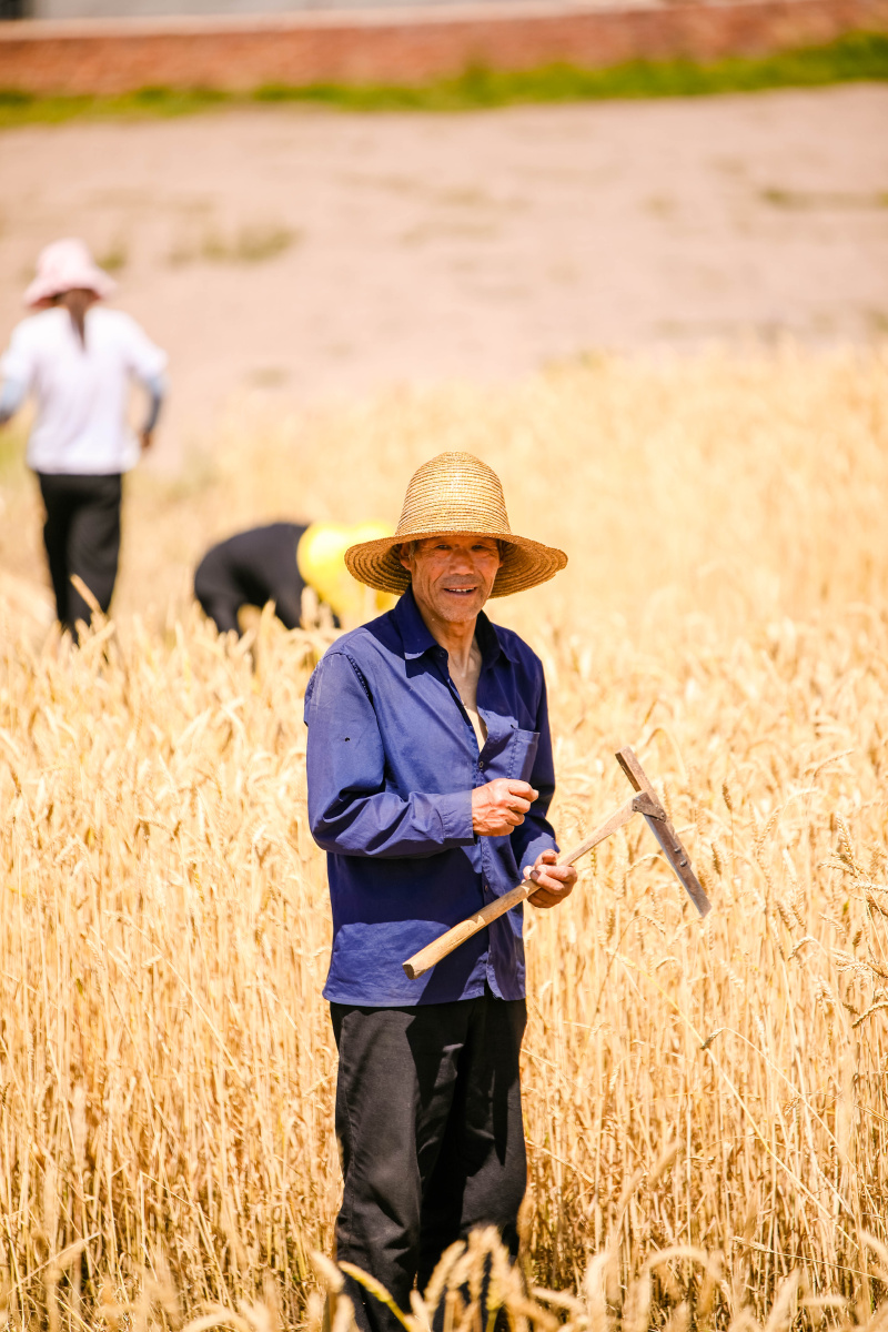 收割的季节小麦