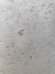 1000080780