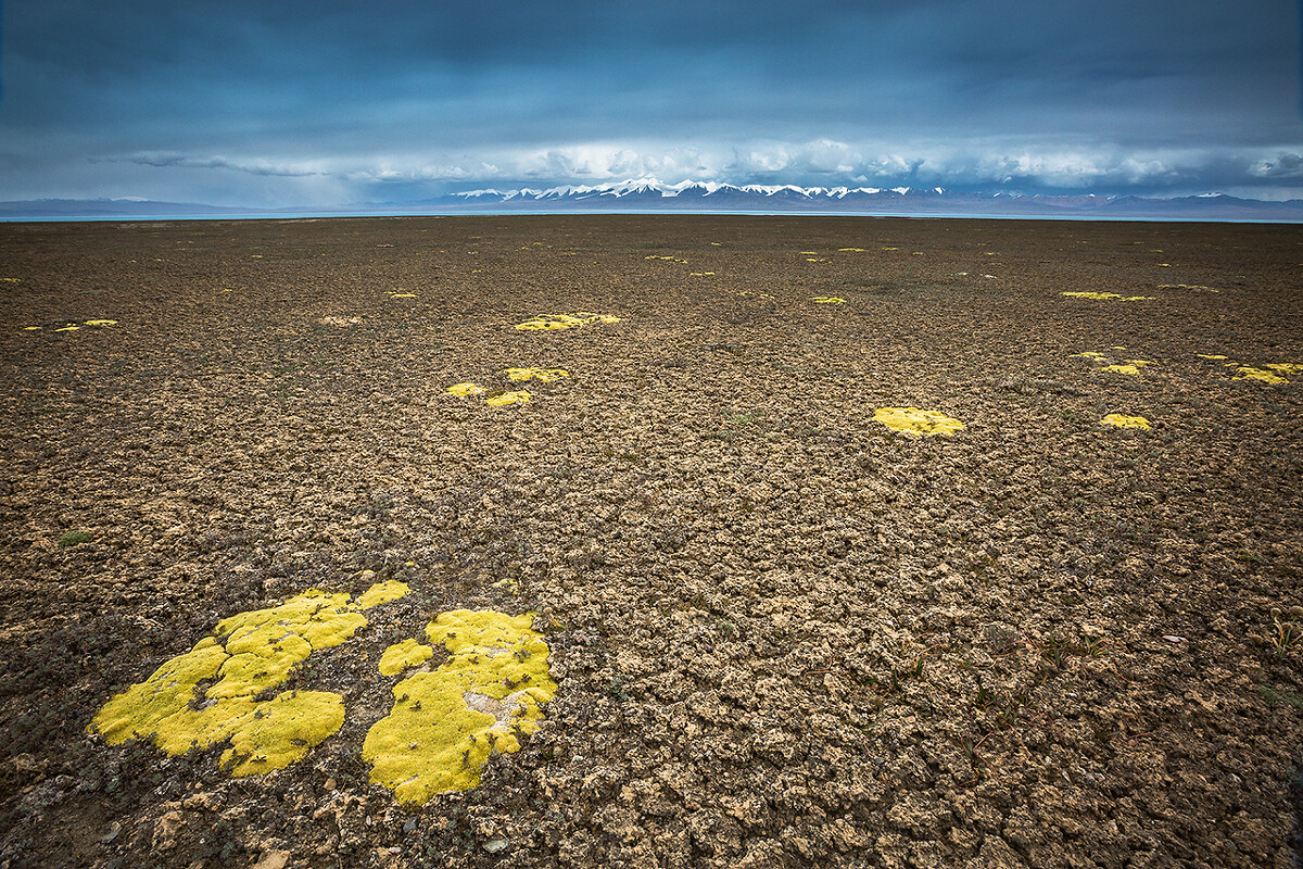 由于盐碱浸润，苔藓是湖边唯一能生长的植物