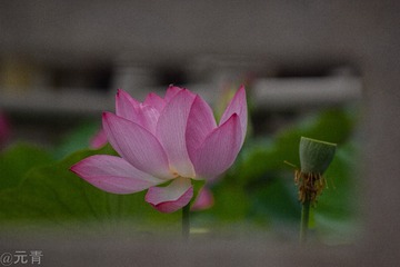 110117