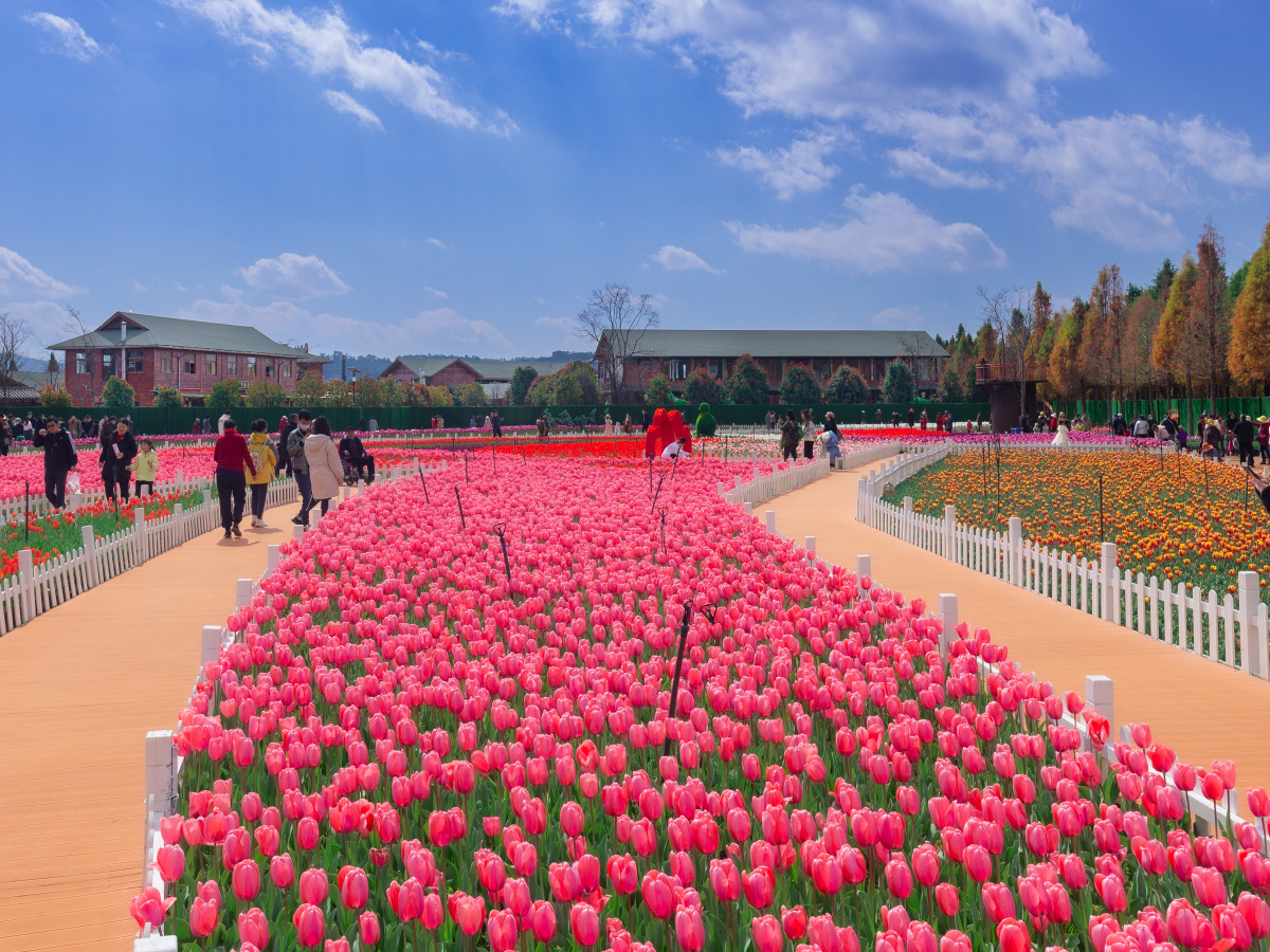 远观郁金香