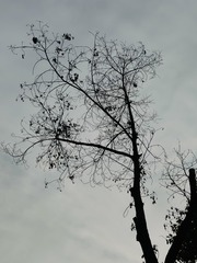 1000016617