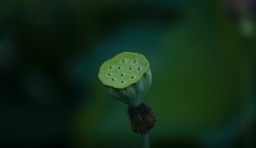1000019626