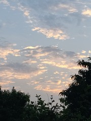 1000042118