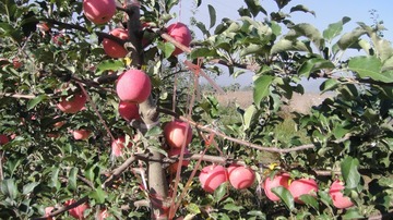 4E1F55CD-CA3E-4E37-99B4-CF4DD02011D6/L0/001