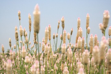 野花~~
