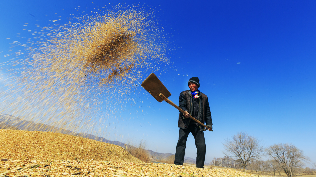 儿时记忆 晒麦子