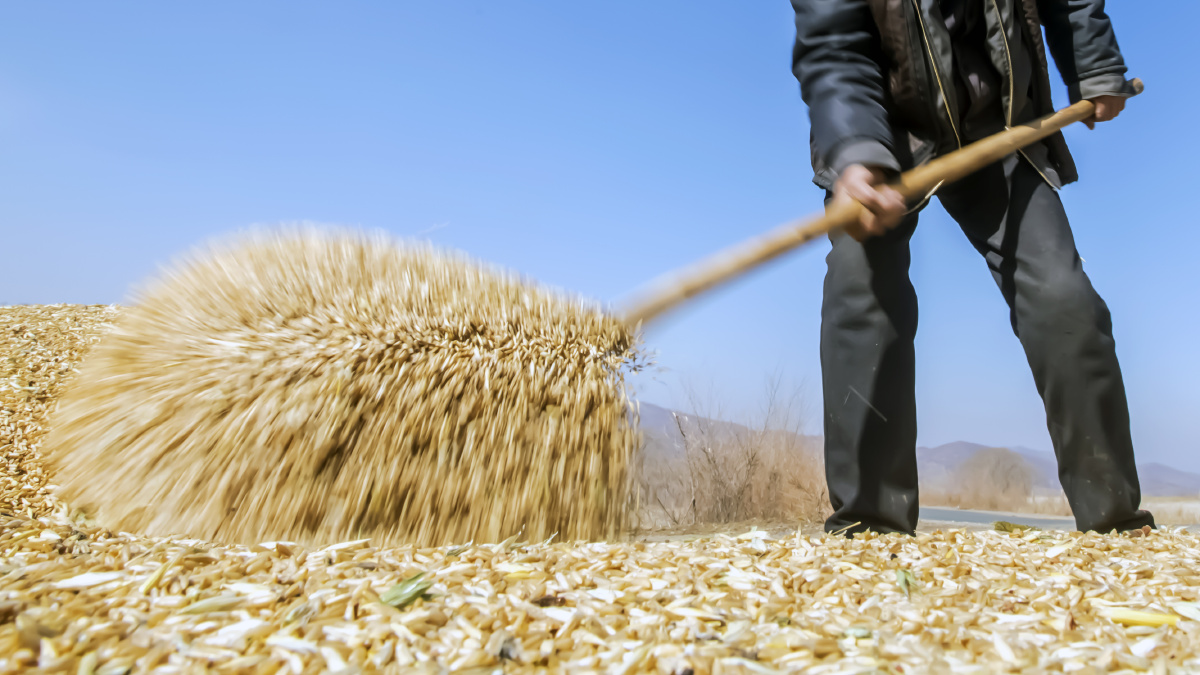 儿时记忆 晒麦子