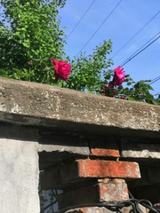 1897