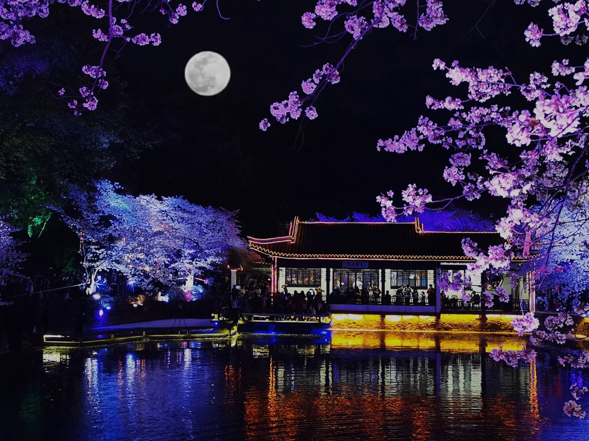 无锡鼋头渚夜樱