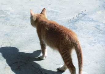 CIMG6567.jpg