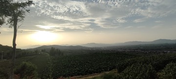 1000026594