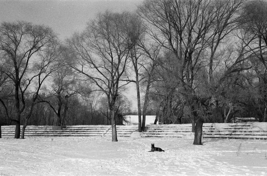 犬