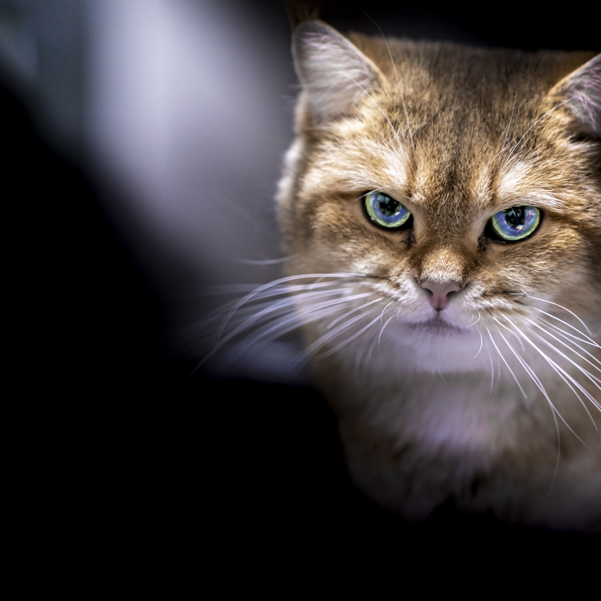 猫一种骨子里傲气的样子