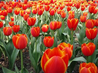 100328太子湾，aolbs (8)