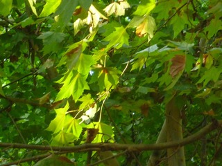Image_1724308881050