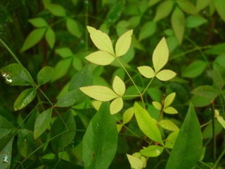Image_1722326657454