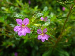 Image_1721801708377