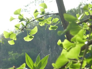 1000162074