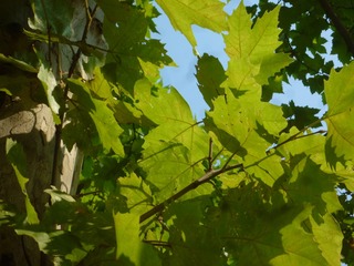 Image_1724308794336