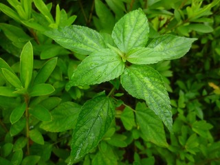 Image_1721801708244