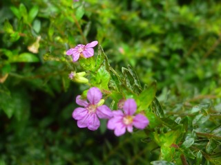Image_1721801708414