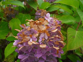Image_1722782413627