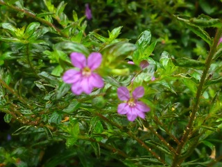 Image_1721801708272