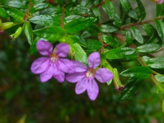 Image_1721801722885