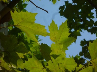 Image_1724308794331
