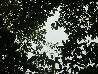 1000137782