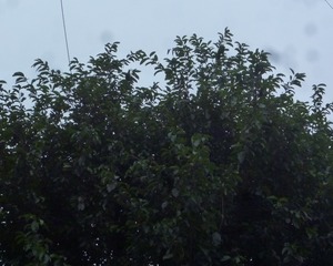 1000147309